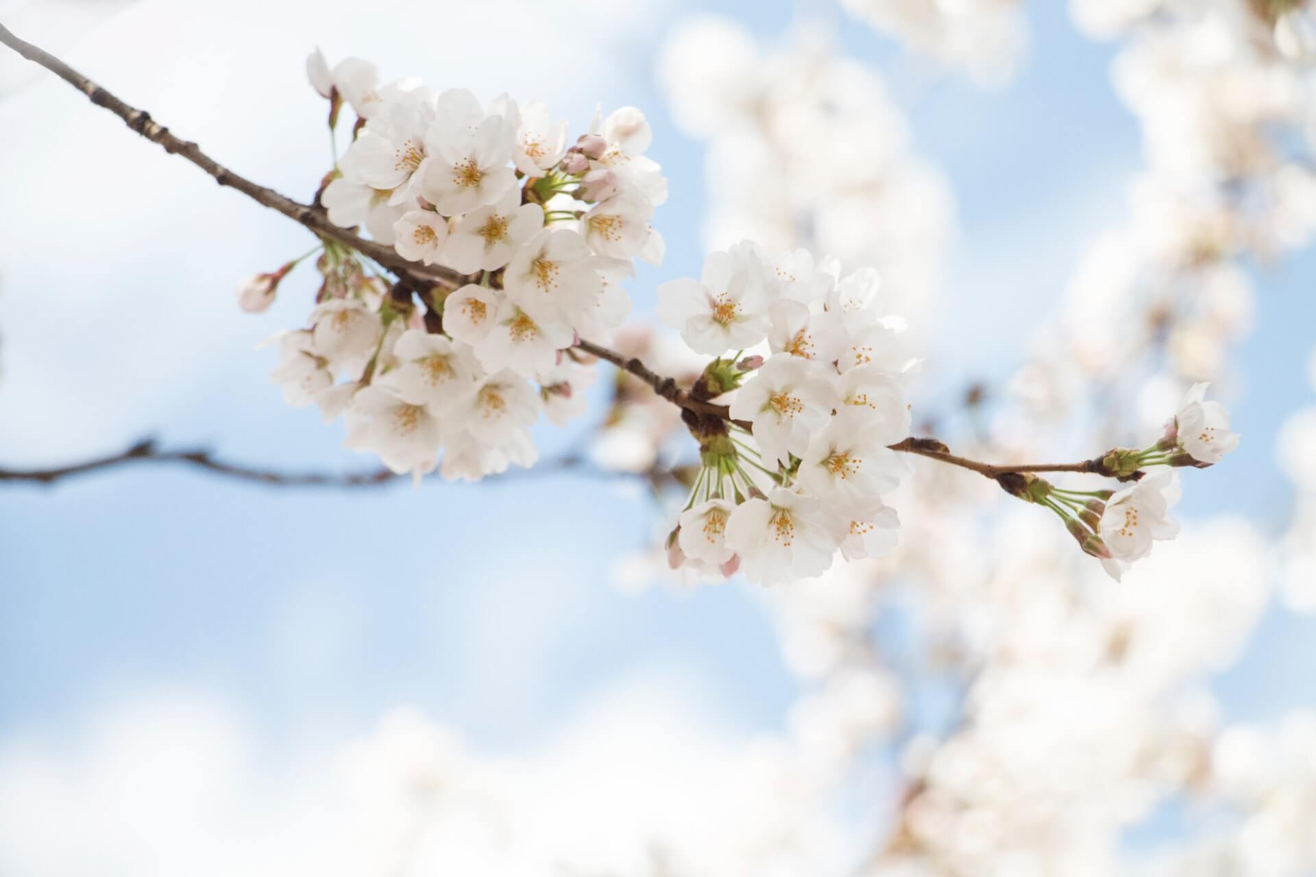 3月株主総会は桜の季節